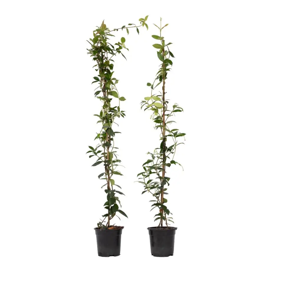 Jasmijn - Set van 2 - Trachelospermum jasminoides - Hoogte 110-120cm - ⌀17cm