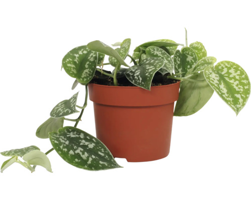 Efeutute FloraSelf Scindapsus pictus H 15-20 cm Ø 12 cm pot