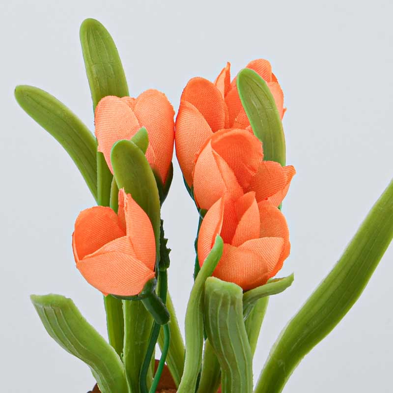 Petits tulipes en pot
