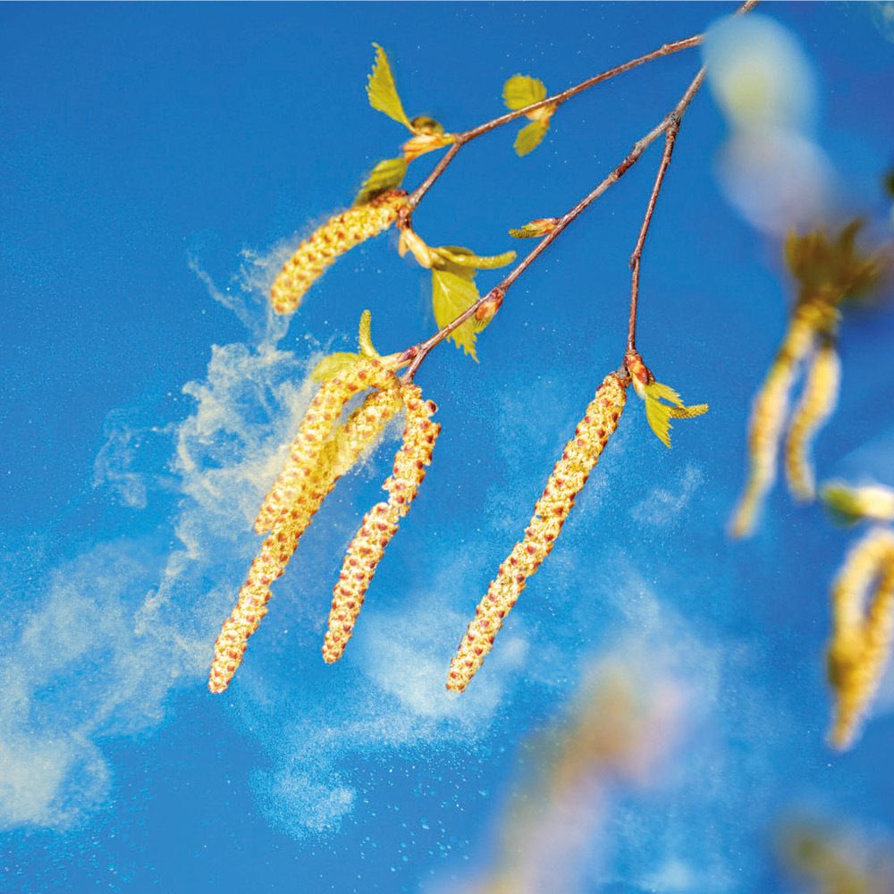 CONTRALLERGIA HEVERT® Heuschnupfentropfen