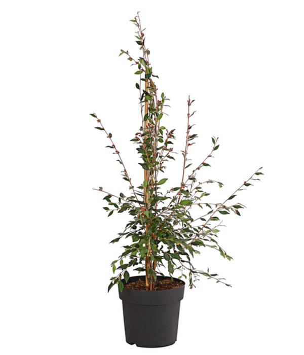 Frühlings-Kamelie 'Cupido®', Pyramide