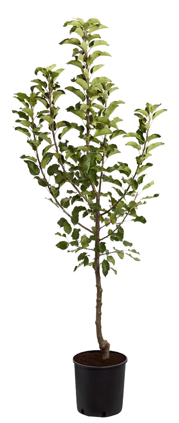 Herbstapfel 'Topaz'
