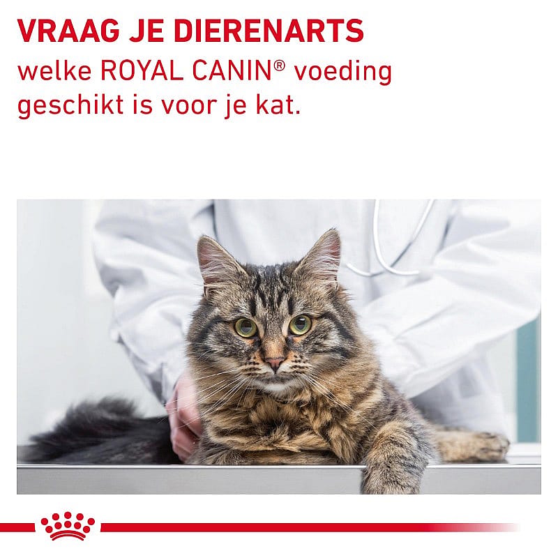 Royal Canin Fibre Respons Kat Kattenvoer voor ondersteuning van de spijsvertering bij volwassen katten