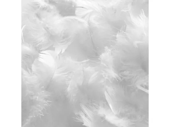 BELLECOUR LITERIE | Oreiller 40x60 cm CHAMBORD | Duvet & Plumes