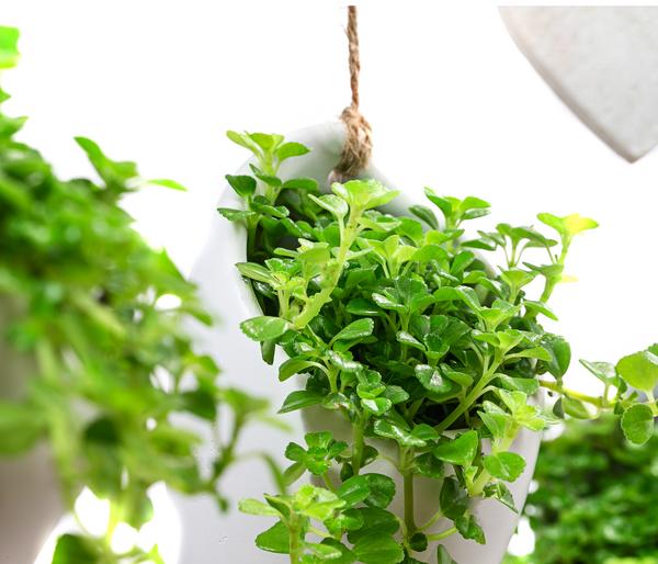 Wandhänger Herz mit Peperomie - Peperomia