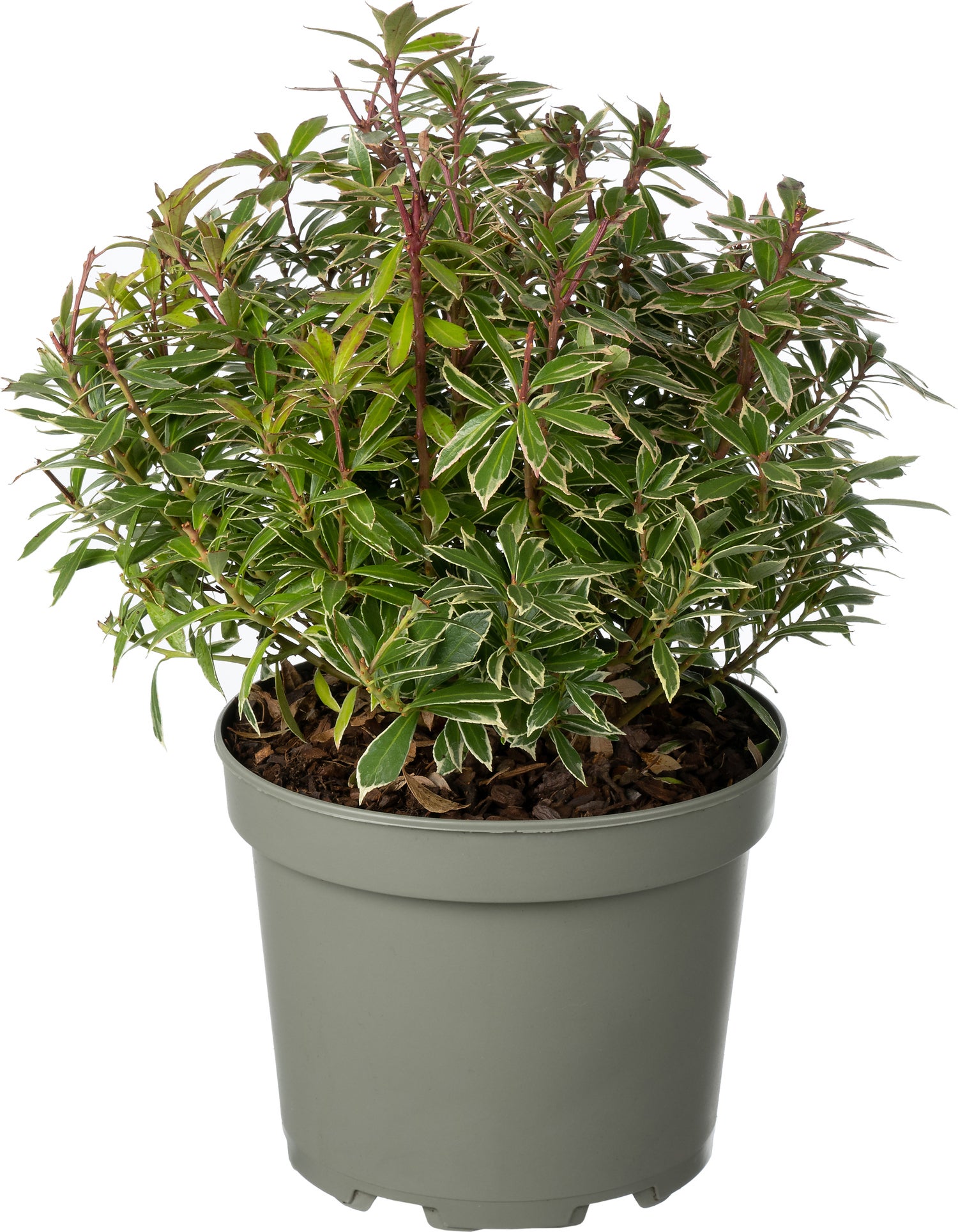 Rotsheide (Pieris japonica 'Little Heath') D 17 H 25 cm