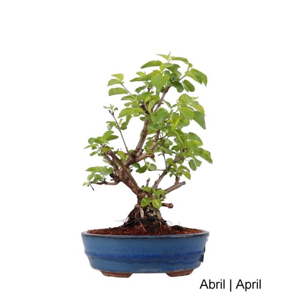 Luso Bonsai Prunus Mahaleb Bonsai de 2014 - 99396A