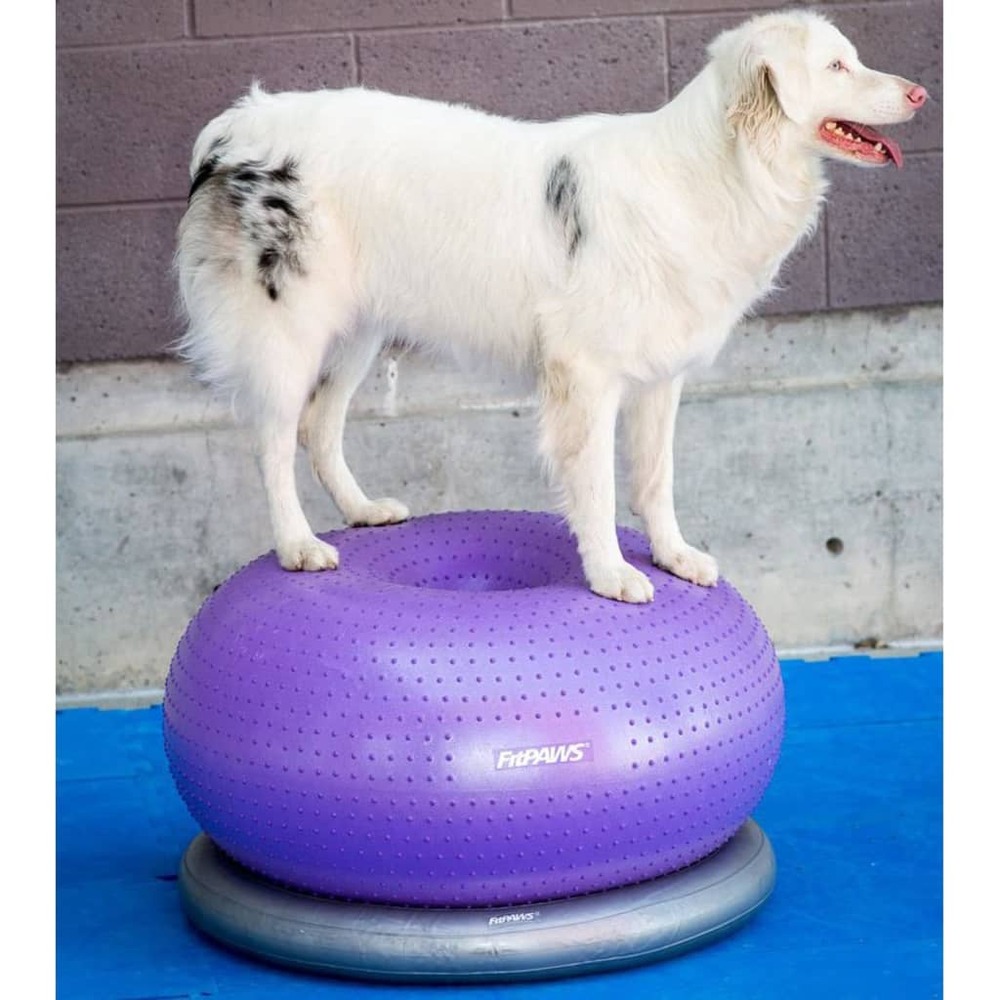 Balle d'équilibre pour animaux de compagnie trax donut 55 cm