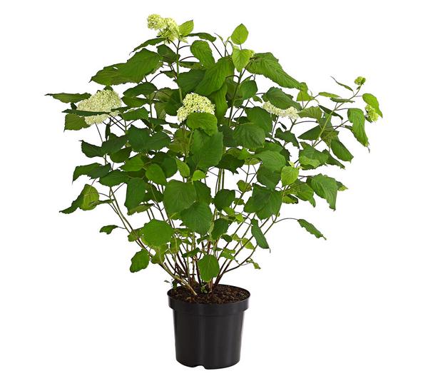 Schneeball-Hortensie 'Annabelle®'