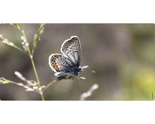 Badkamer achterwand mySPOTTI aqua vlinder 90x45 cm