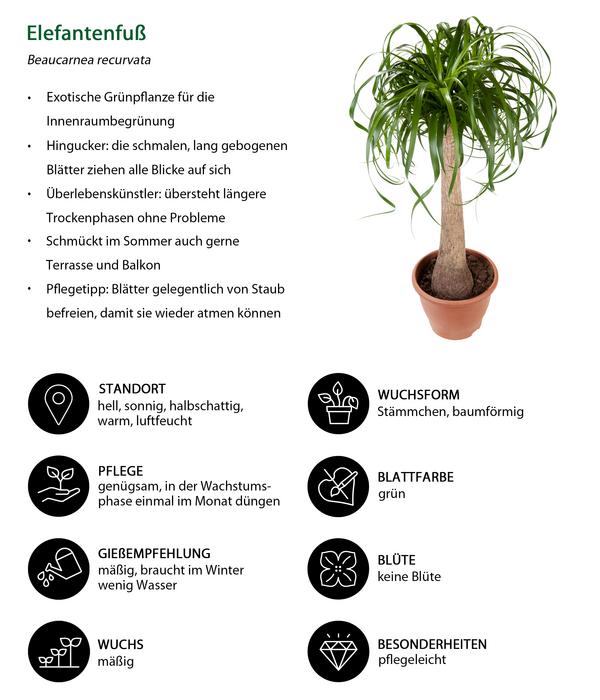 Elefantenfuß - Beaucarnea recurvata