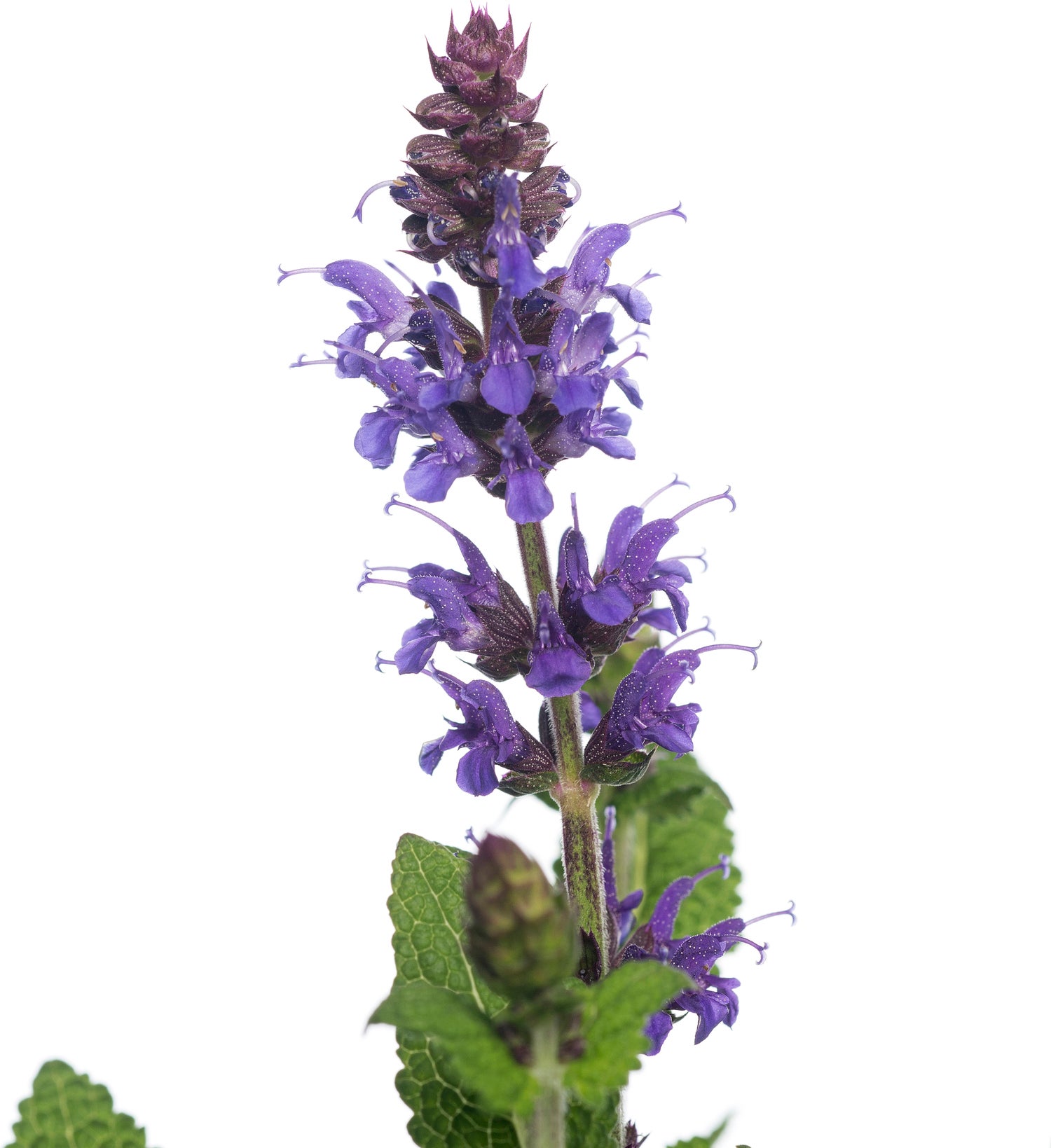 Siersalie (Salvia nemorosa 'Sensation Deep Blue') D 11 H 60 cm