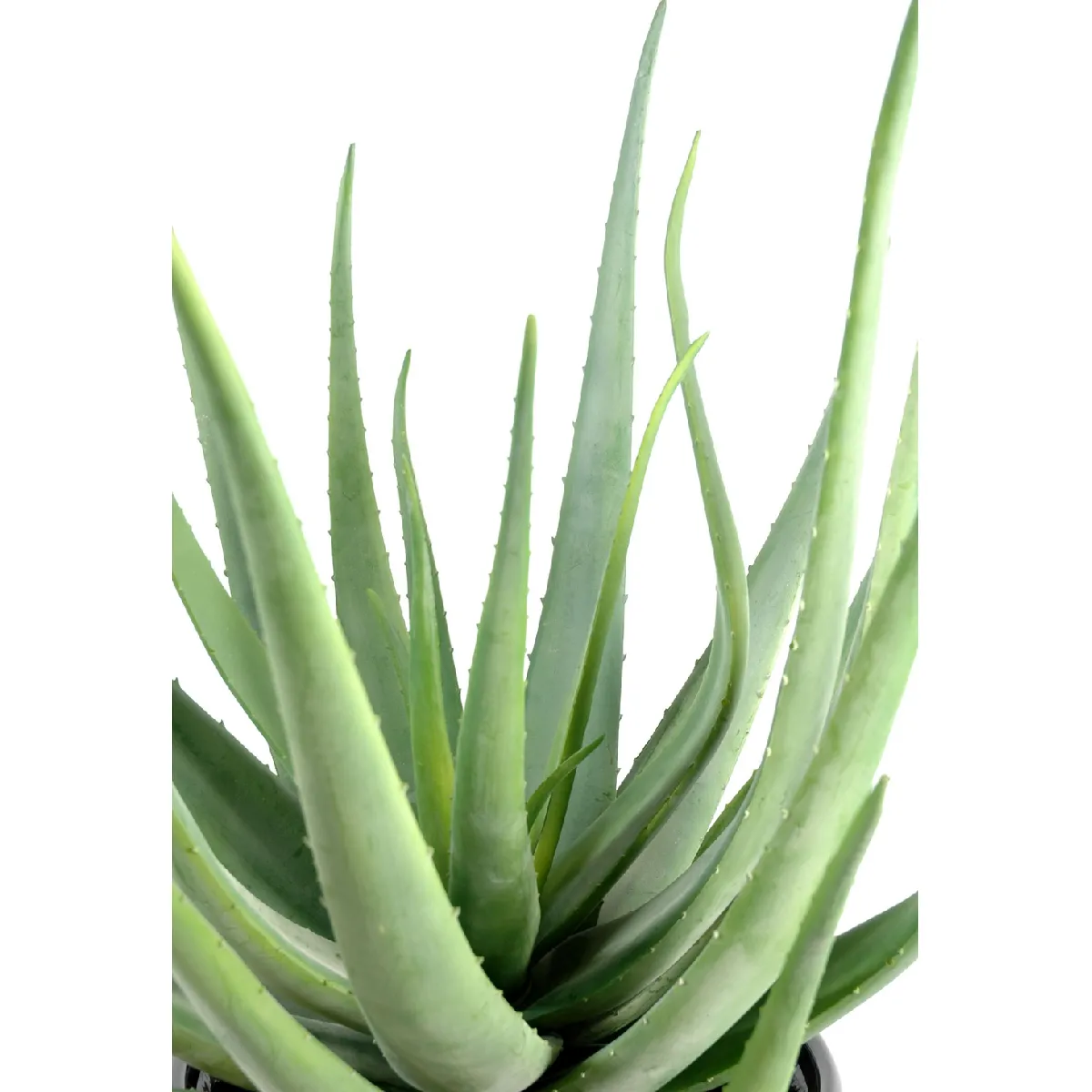 pegane Aloevera - 55 x 30 cm