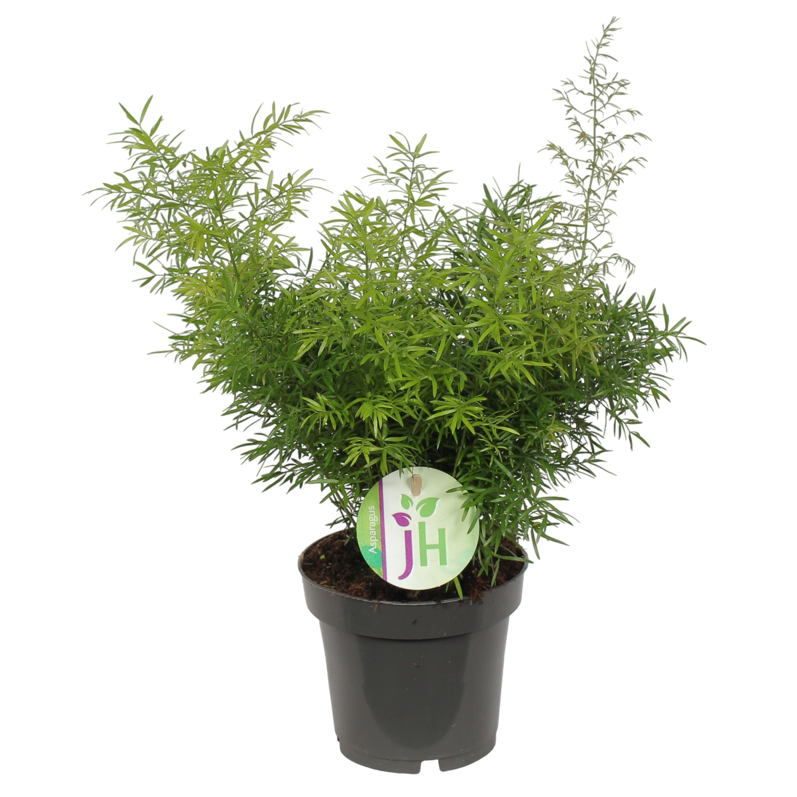 Plante d'intérieur - asparagus 'cwebe' 30.0cm