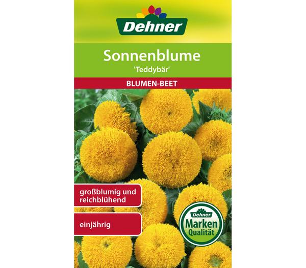 Dehner Samen für Sonnenblume 'Teddybär'
