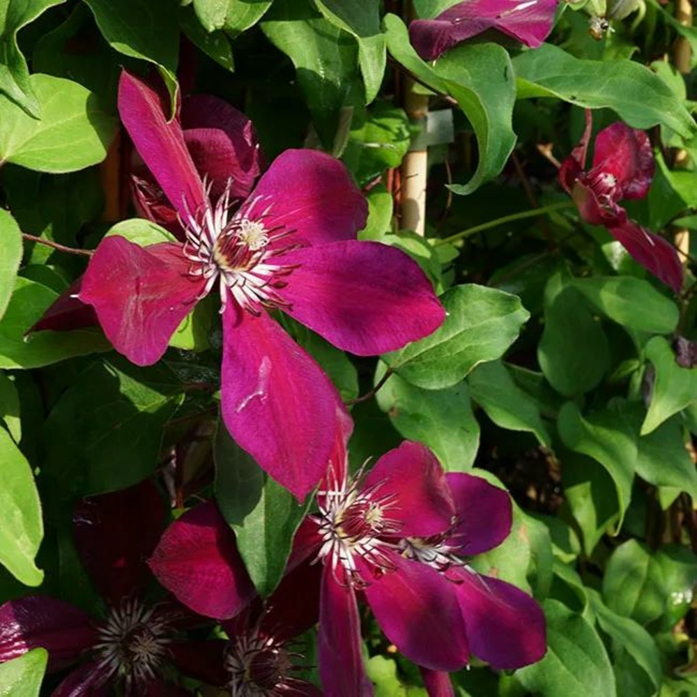 Clématite 'westerplatte' - clematis 3l