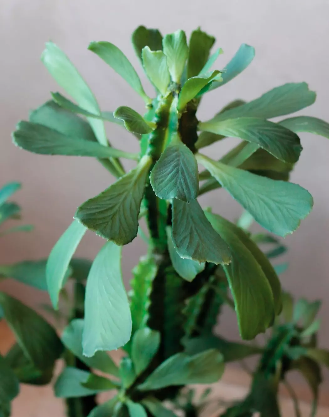 Kunstpflanze Euphorbia 88 cm