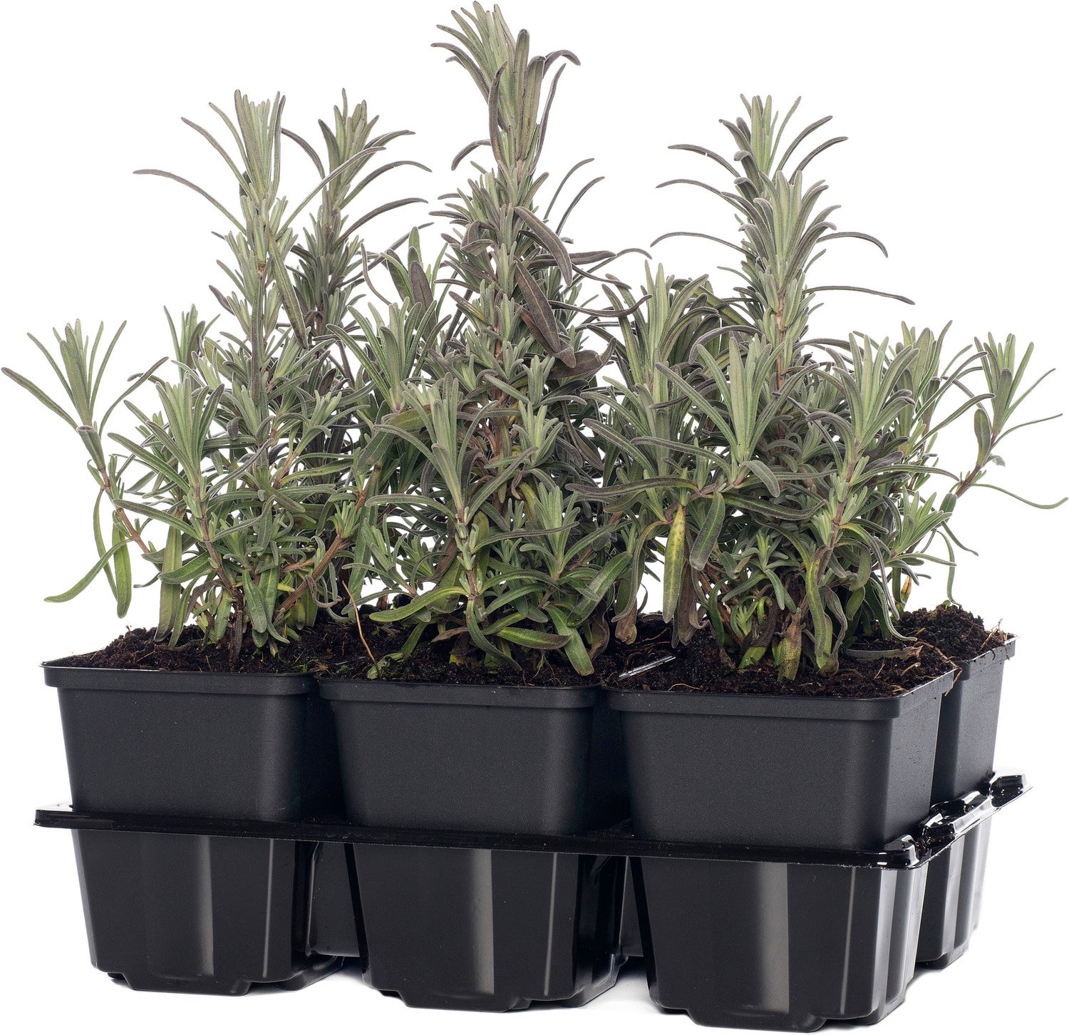 Lavendel (Lavandula angustifolia 'Hidcote') sixpack D 9 H 10 cm