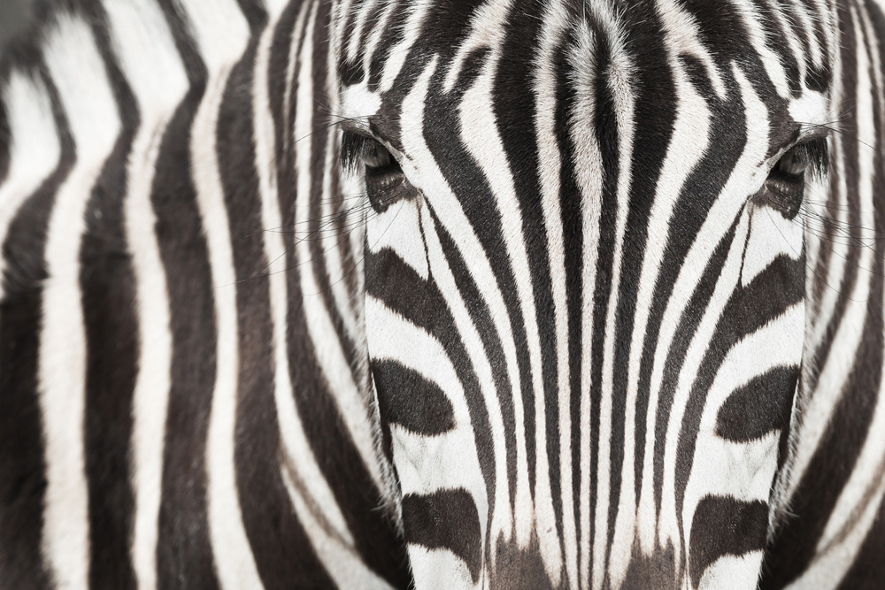 Akustikbild ZEBRA 80x120cm, 7kg