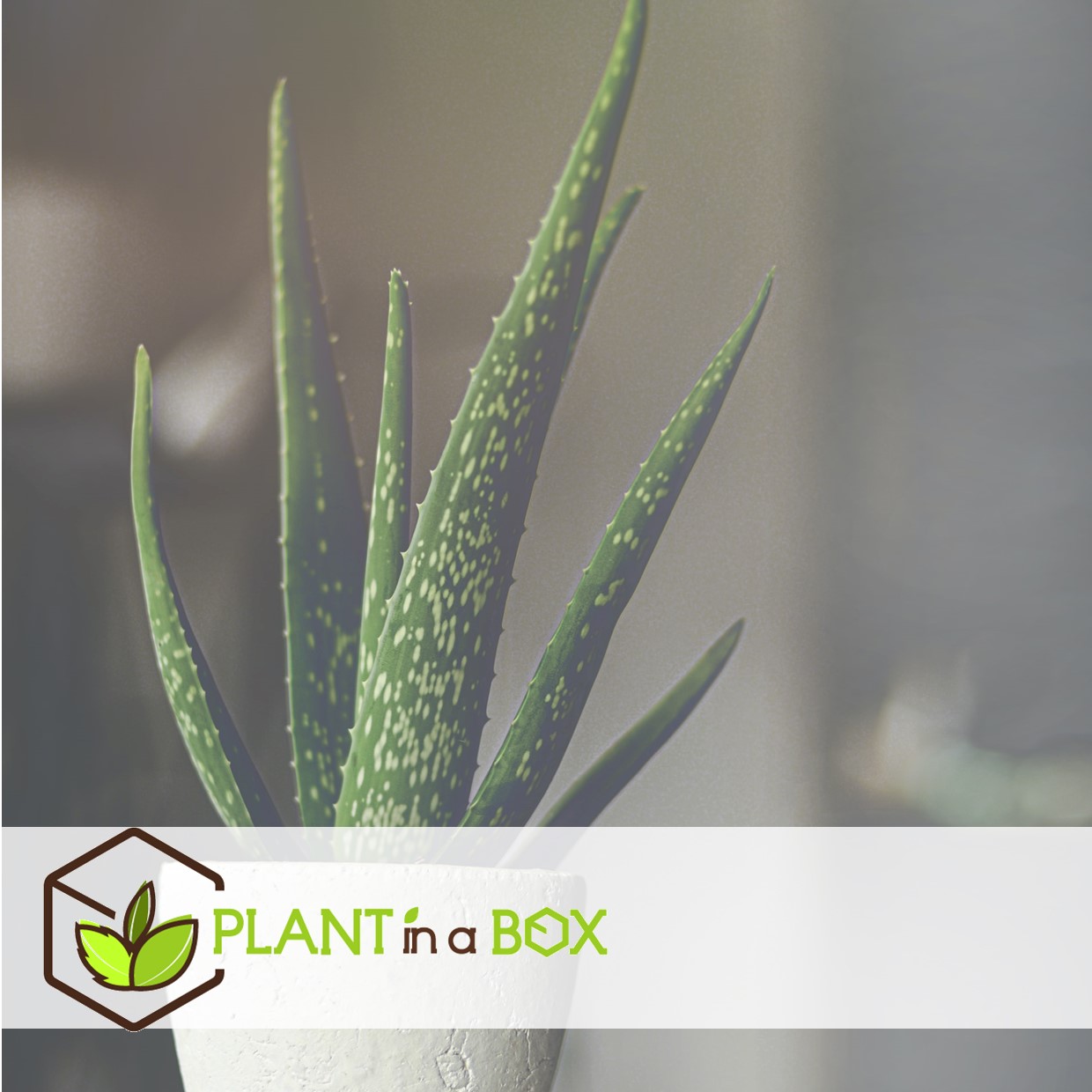 Aloe vera - set de 3 - succulentes - pots 10,5cm - hauteur 25-40cm