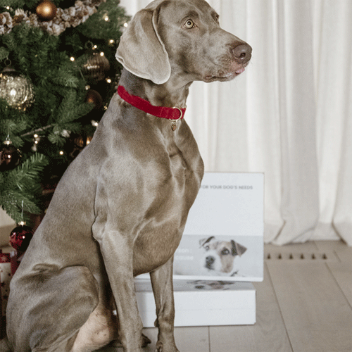 Kentucky Dogwear Corduroy Hondenhalsband