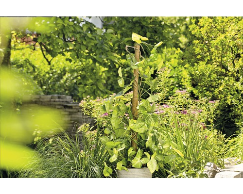 Kokosnoot plantensteker, FloraSelf Nature, H 80 cm Ø 45 mm, bruin, uitschuifbaar