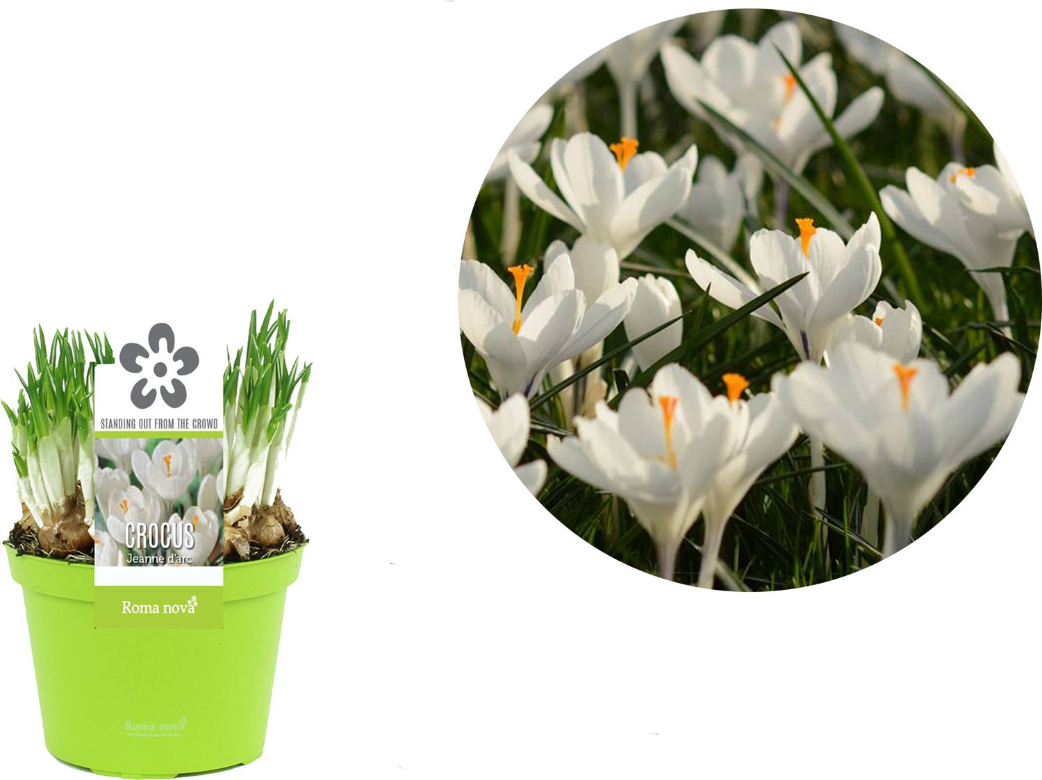 Krokus (Crocus 'Jeanne d'Arc') D 12 H 12 cm