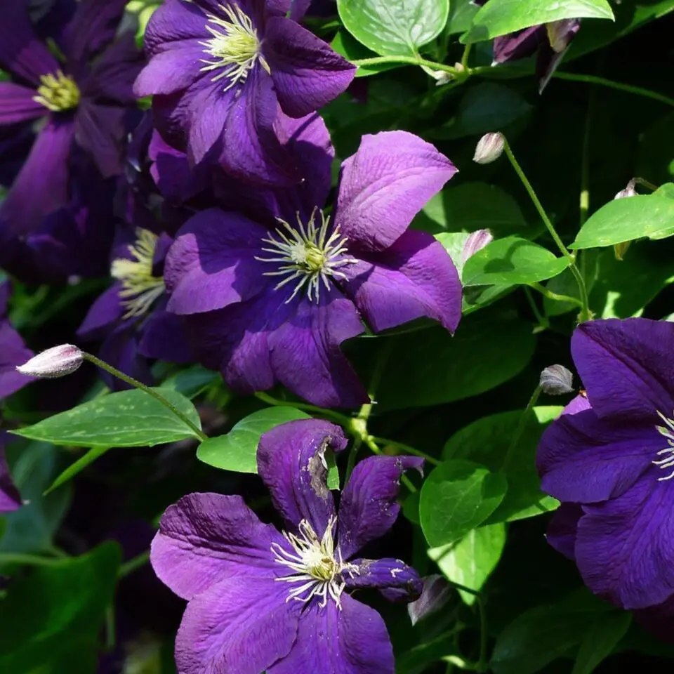 Bosrank - 2 stuks - Clematis 'The President' - Hoogte 100-120cm - ⌀17cm