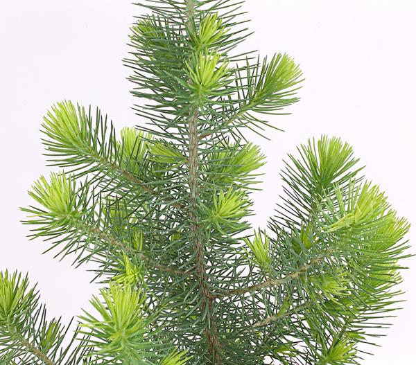 Pinie 'Silver Crest'