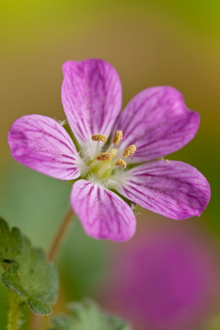 Reigersbek (Erodium variabile 'Bishop's Form') D 11 H 10 cm