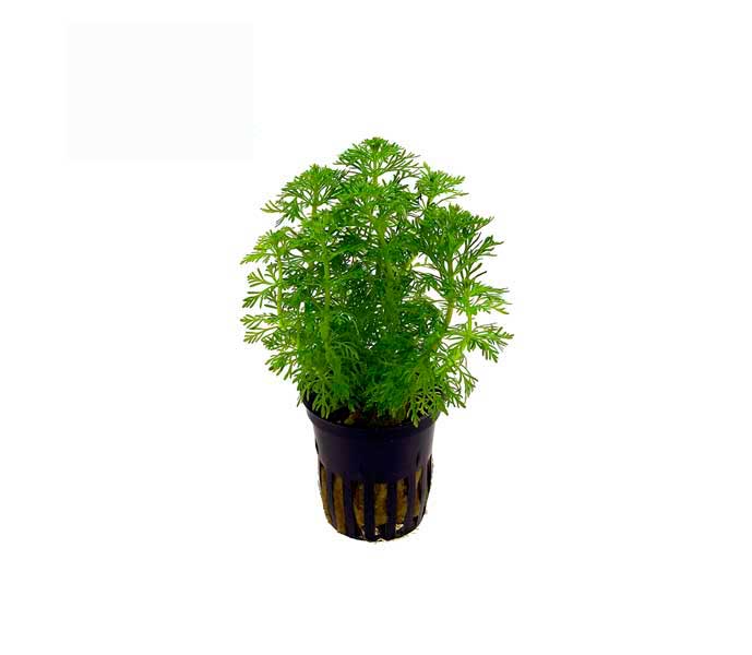 Ambulia - Limnophila Sessiliflora