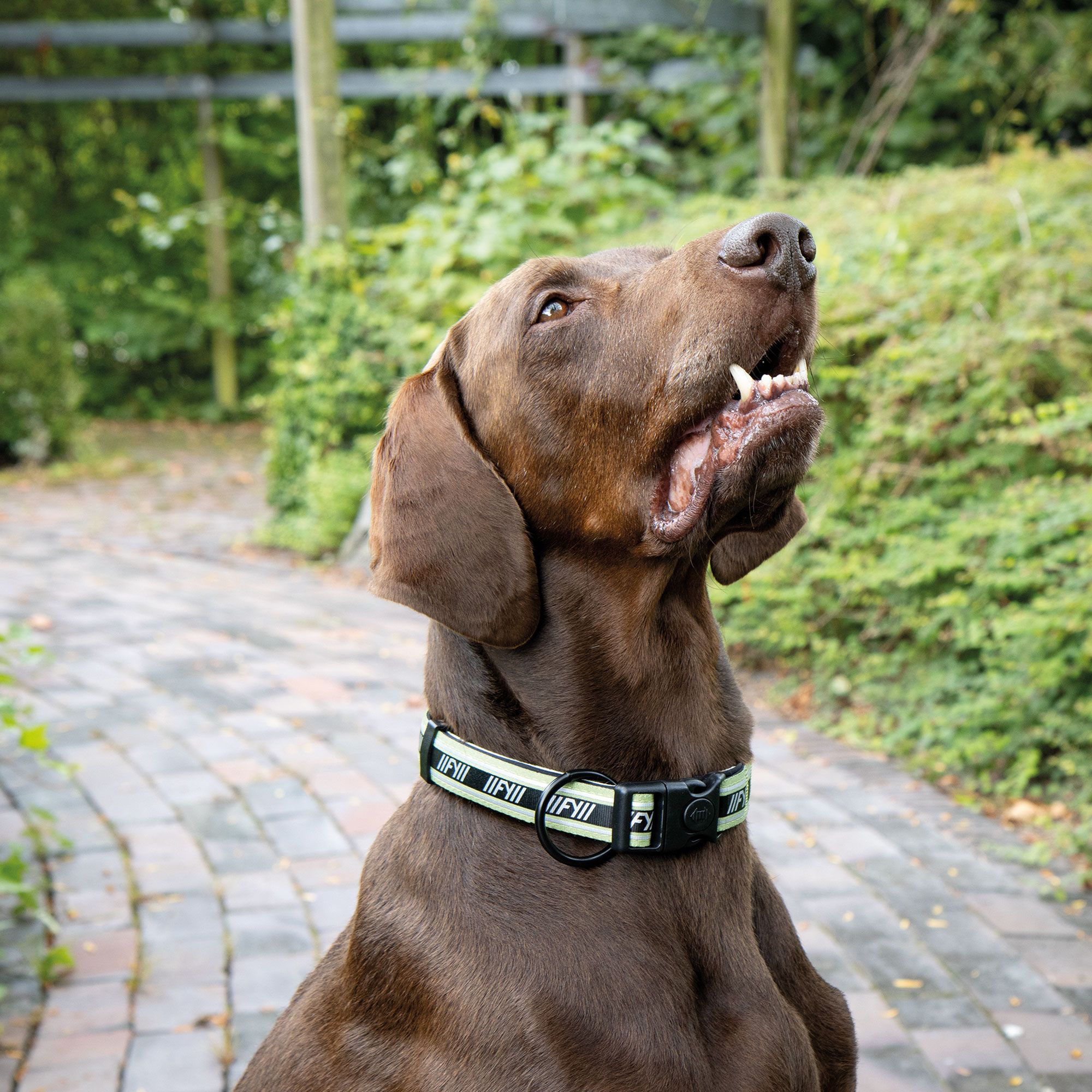 FuzzYard Halsband - Active Hundehalsband