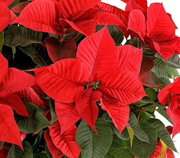 Weihnachtsstern - Euphorbia pulcherrima, Busch