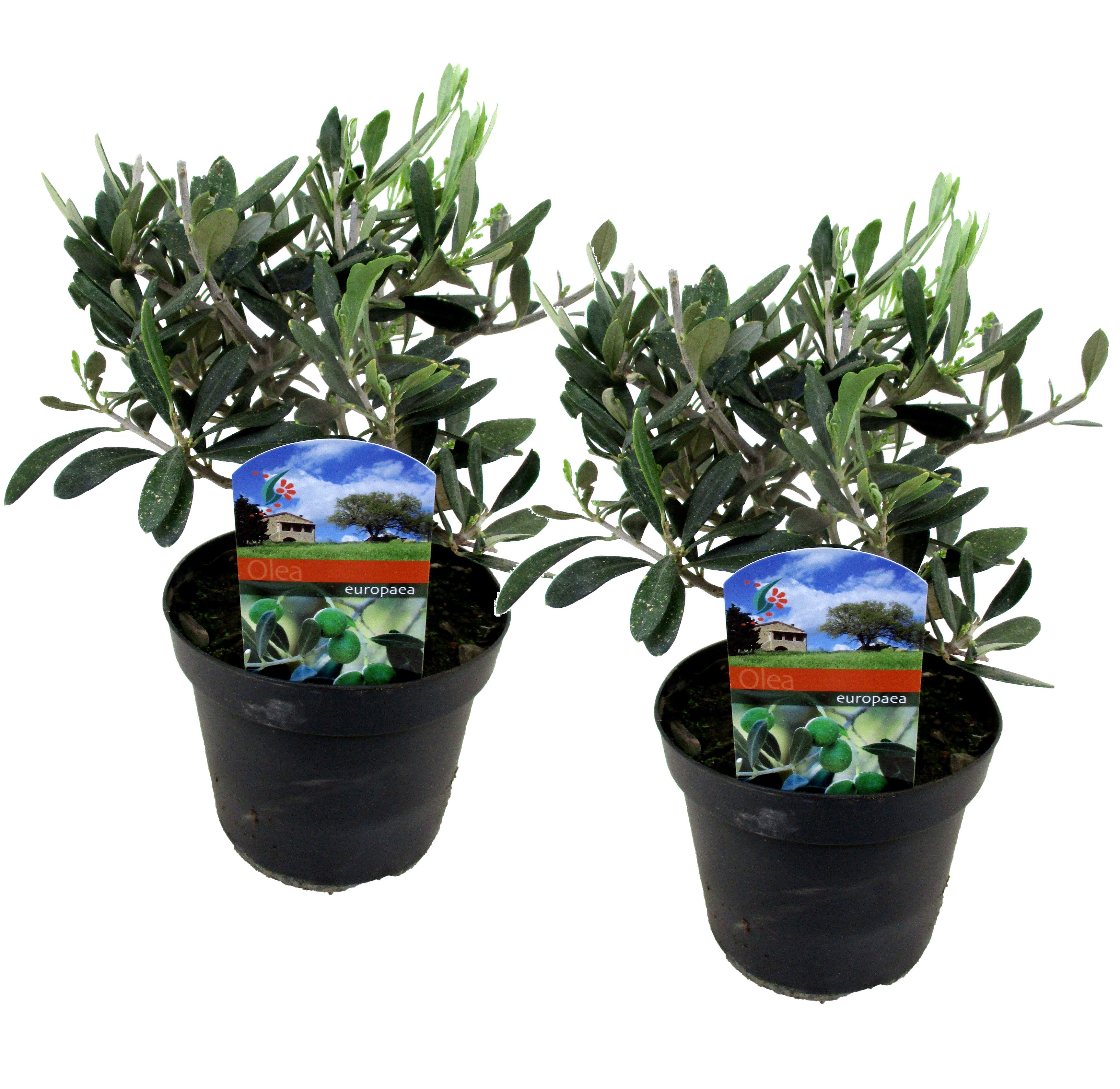 Olea europaea - set de 2 - buisson d'olivier - pot 14cm - hauteur 25-40cm