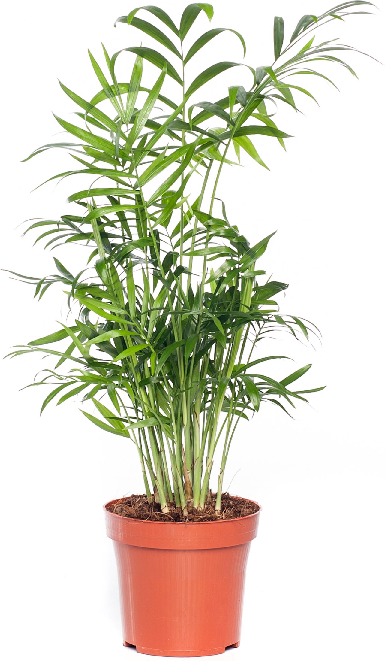 Bergpalm (Chamaedorea elegans) D 12 H 40 cm