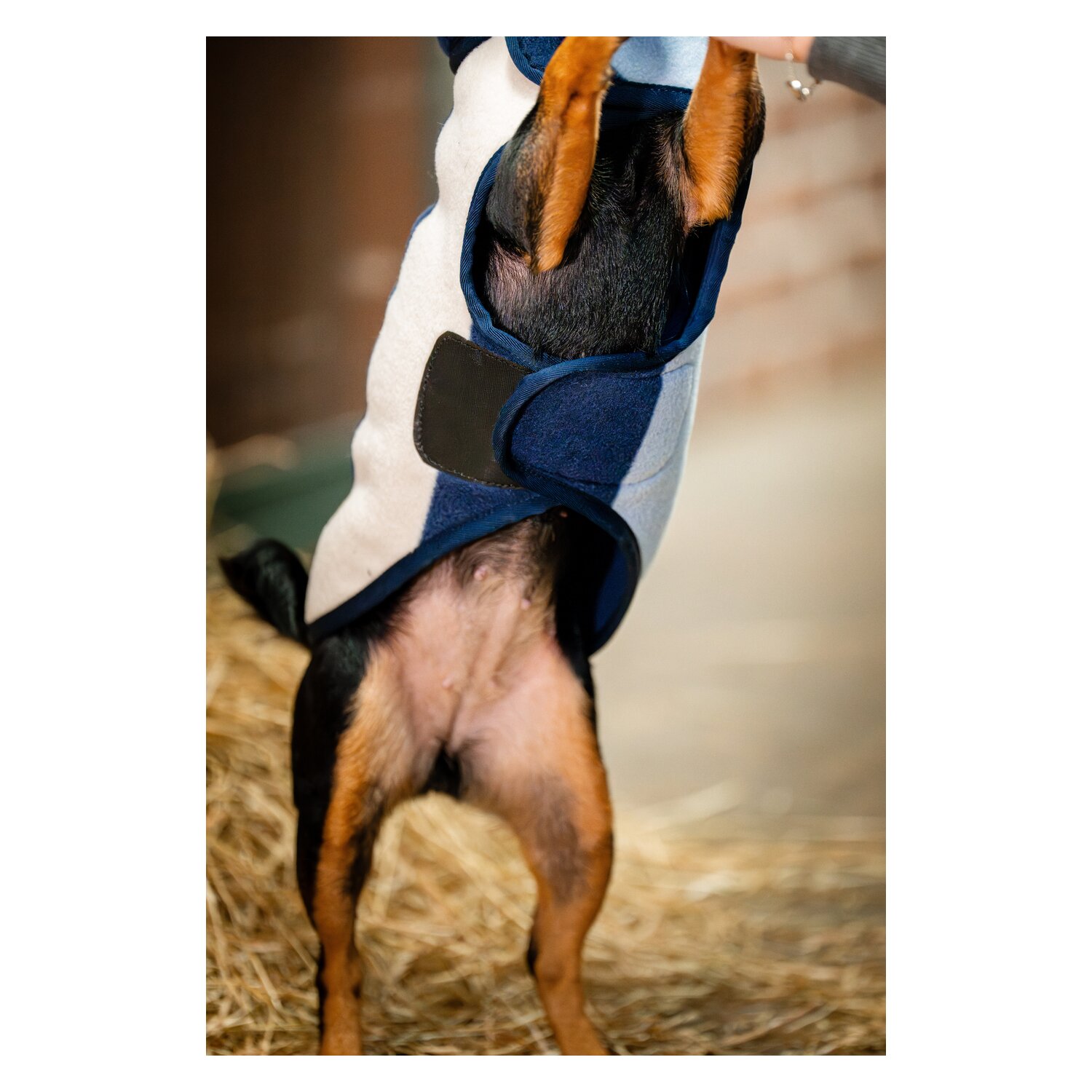 HORSEWARE Hundemantel Fleece  - whitney/navy