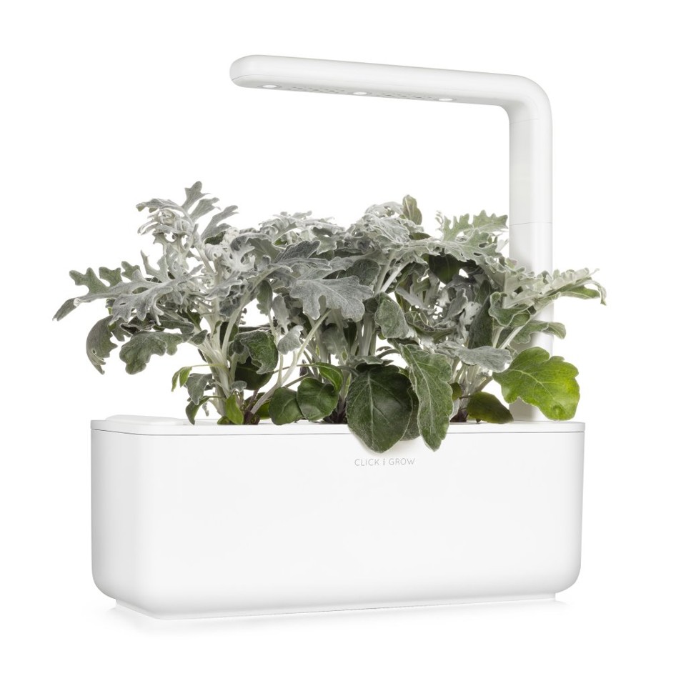 Click and Grow - Smart Garden Refill 3-pack Dusty Miller
