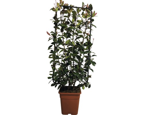 Photinia x fraseri (FloraSelf) in diverse soorten, trellis, H110 x B50 cm, 18L pot, willekeurige soortselectie