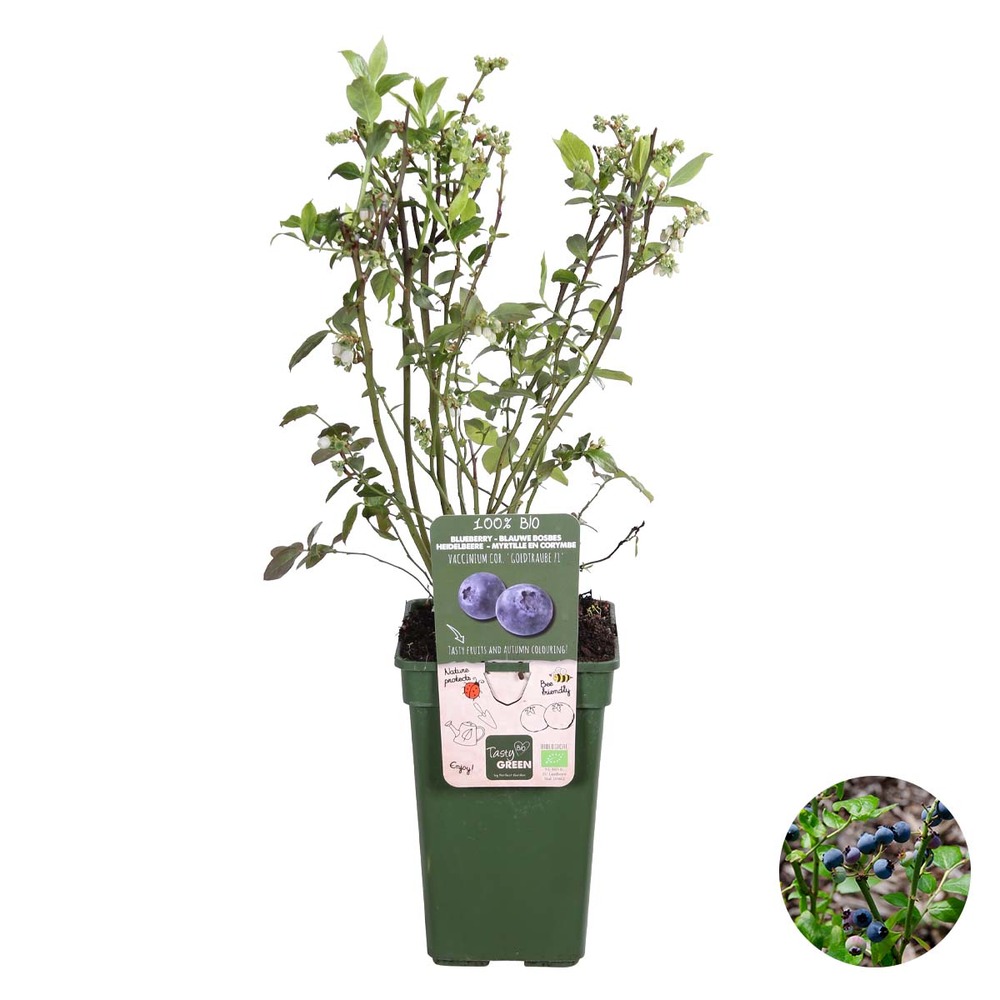 Vaccinium corymbosum 'goldtraube 71'– myrtille – arbre fruitier – rustique - ⌀19 cm - ↕40-50 cm