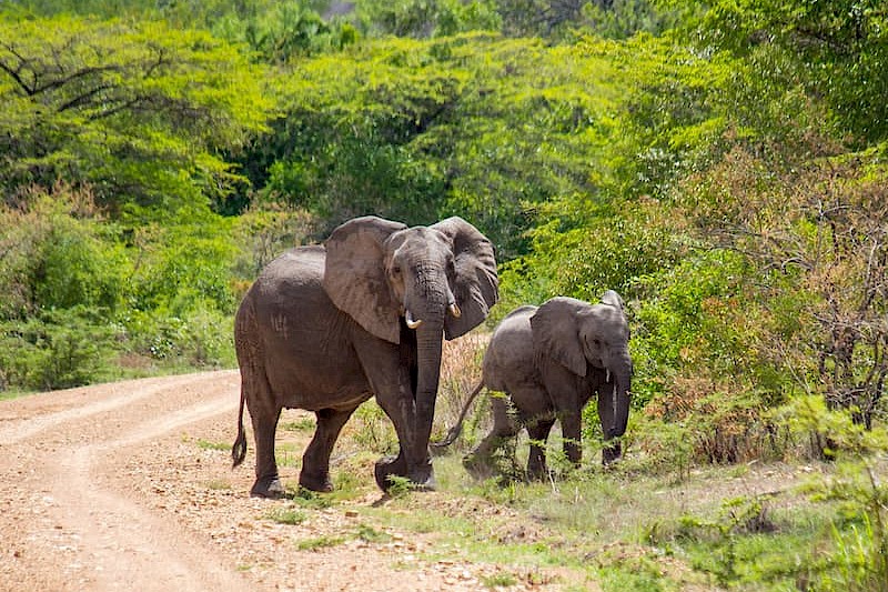 Safari Selous & Zanzibar
