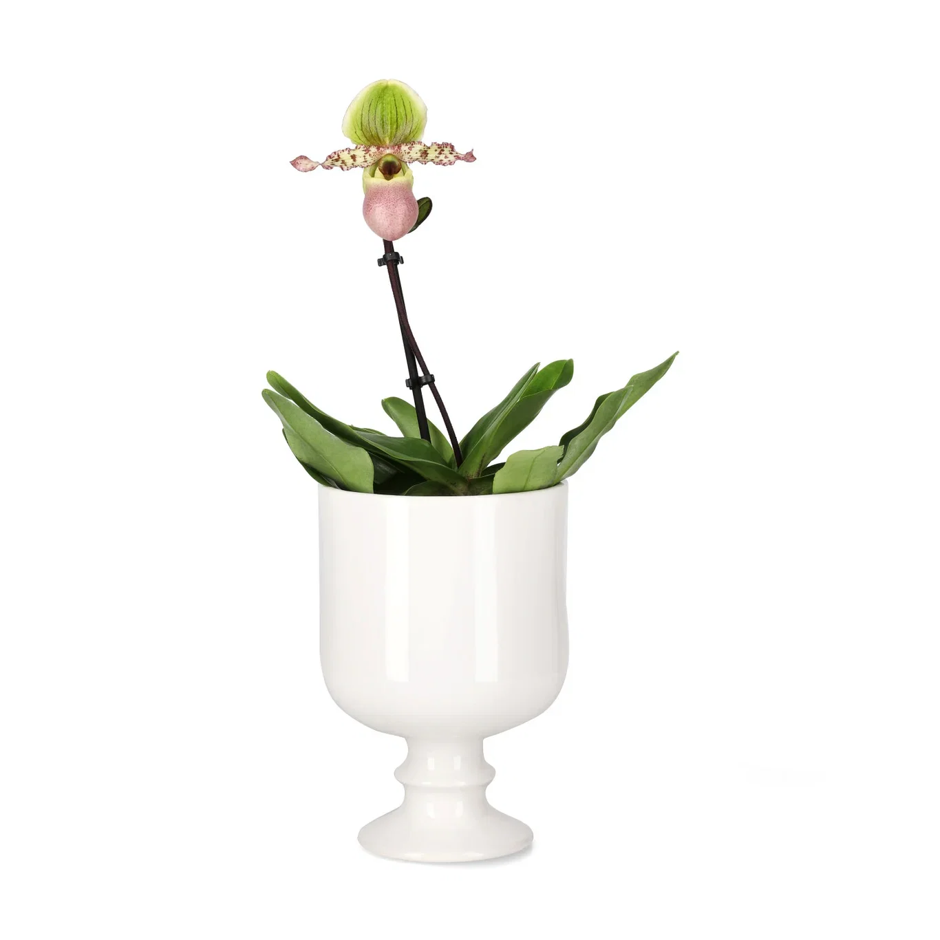 Potte Vanda Ø13 cm