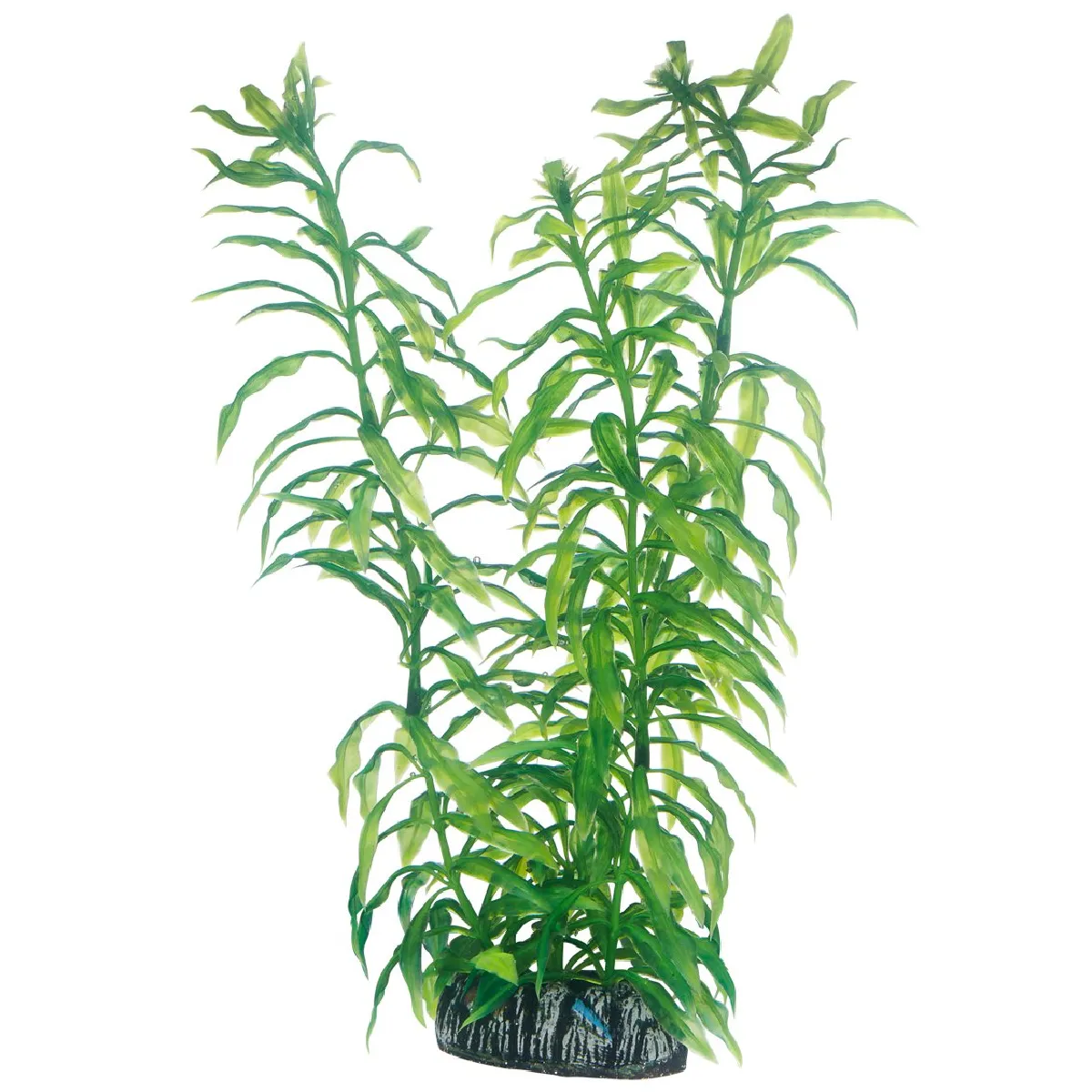 Hobby Heteranthera Plante