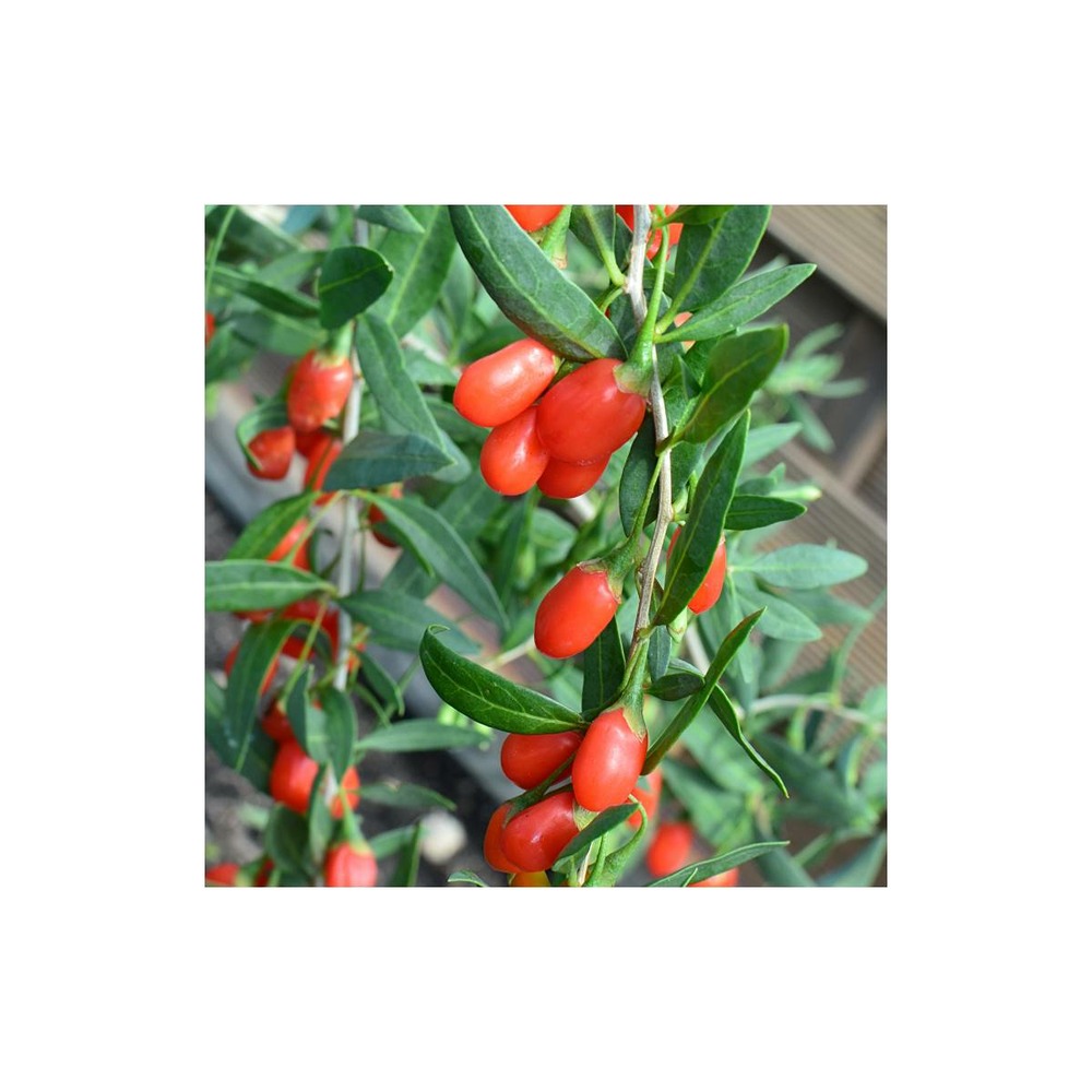 Baie de goji princess tao® 'fpw03'/lycium barbarum princess tao® 'fpw03'[-]pot de 3 l - 40/50 cm