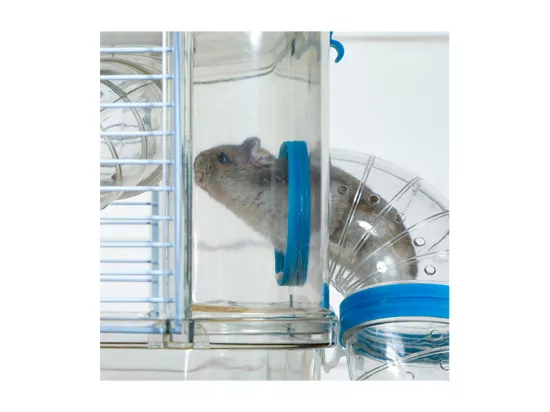 Cage pour petits rongeurs Rody 3 duo