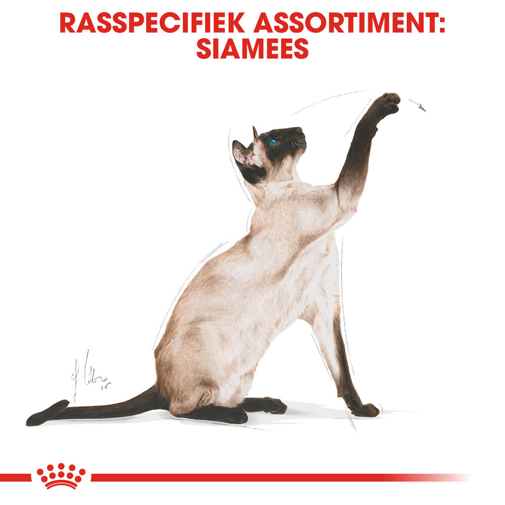 Royal Canin Siamese Adult - Kattenvoer