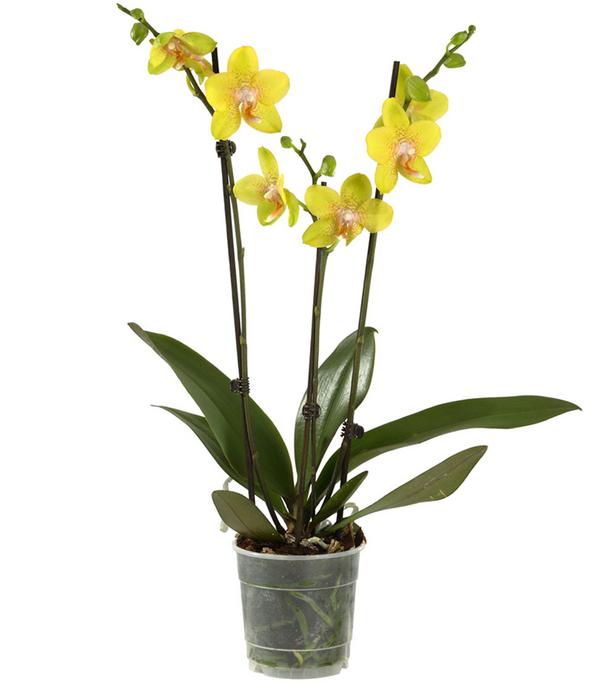 Schmetterlingsorchidee - Phalaenopsis