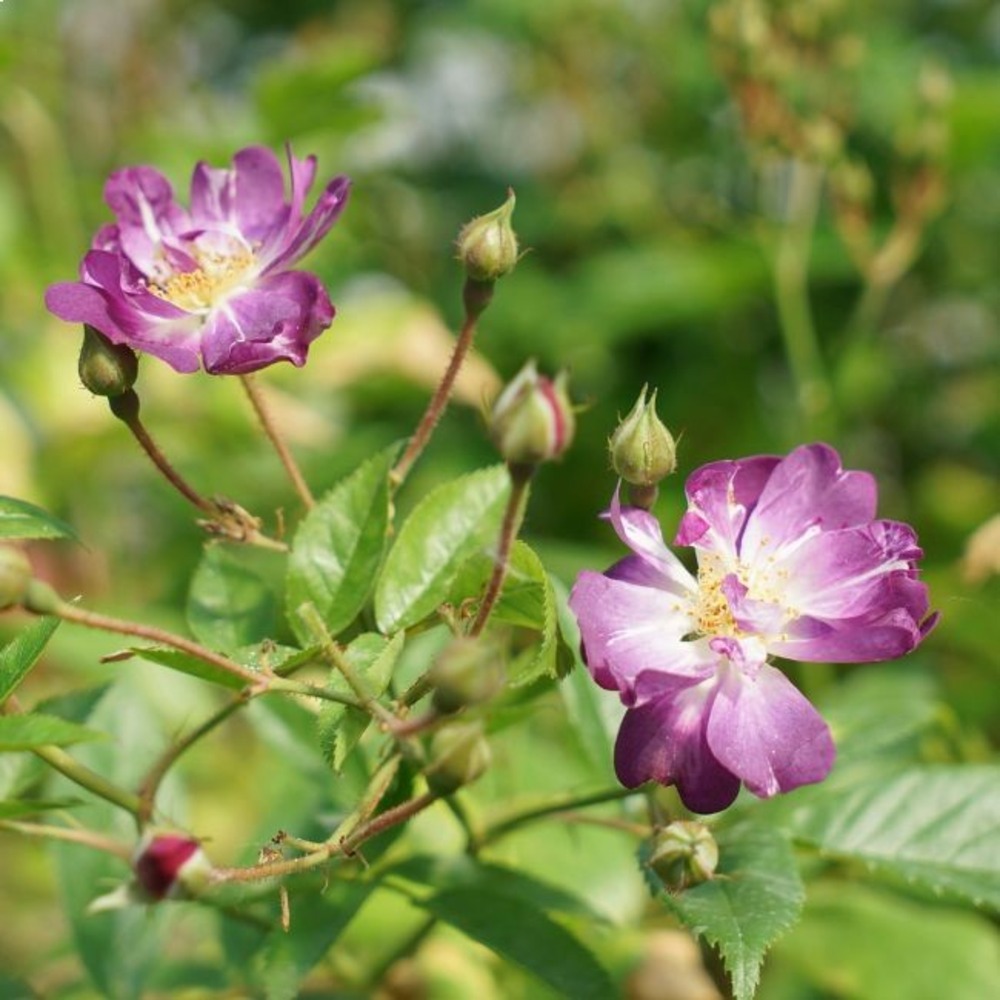 Rosier grimpant 'veilchenblau' - rosa veilchenblau 3l