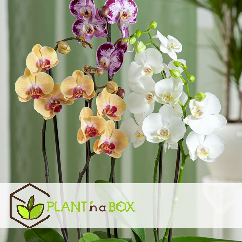 Phalaenopsis multiflora - orchidée blanc - pot 12cm - hauteur 35-45cm
