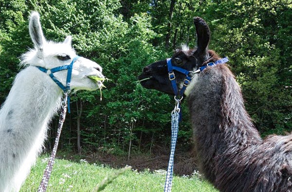 Lama Wanderung & Picknick Retzstadt für 2| mydays