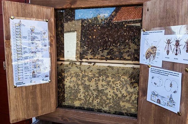 Bienenvolk hautnah Wunstorf